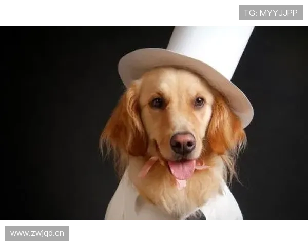 拉菲尼亚家的狗吃的都比我一周饭钱贵